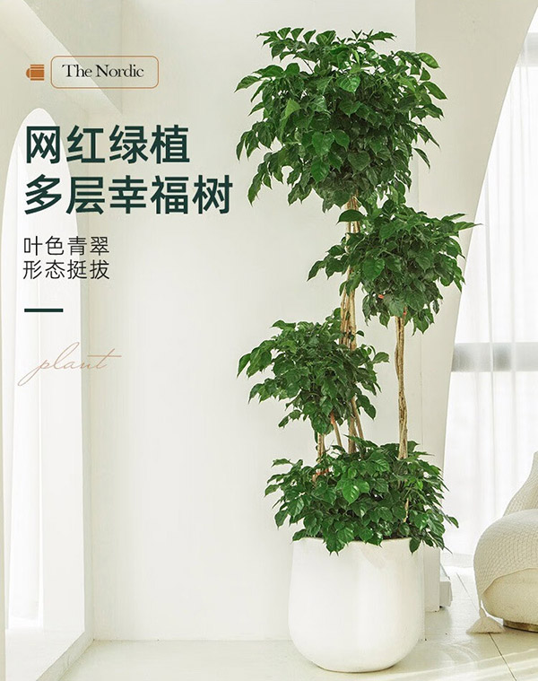 幸福树 盆栽客厅室内大型落地绿植老桩办公室新屋除甲醛送礼植物 三层高1.5-1.6M含白圆肚水泥盆