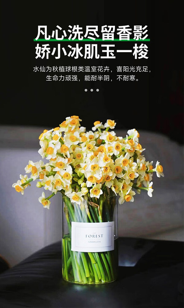 欧悟 重瓣带芽水仙花种球盆栽 水培土培水养室内盆栽绿植花卉年宵花卉 单瓣水仙花球4个+花盆+营养液