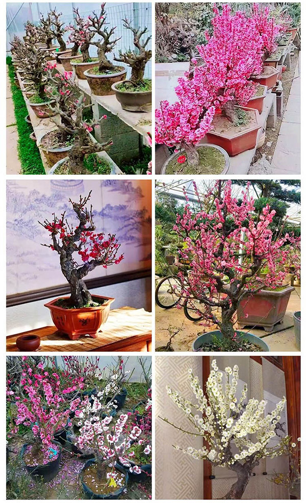 花竹恋红梅盆景树桩盆栽梅花老桩耐寒植物地栽腊梅室内绿植耐寒不含盆 红梅5年盆景