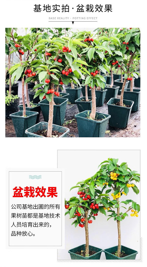 言清 买2颗送1颗 嫁接车厘子树苗樱桃苗南北方庭院阳台盆栽地栽果树苗 黑珍珠 六年苗粗度2公分左右