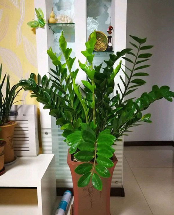 亚招金钱树大盆栽室内客厅钱串子招财植物四季常青大型绿植摇钱树盆景 80-100cm高10根