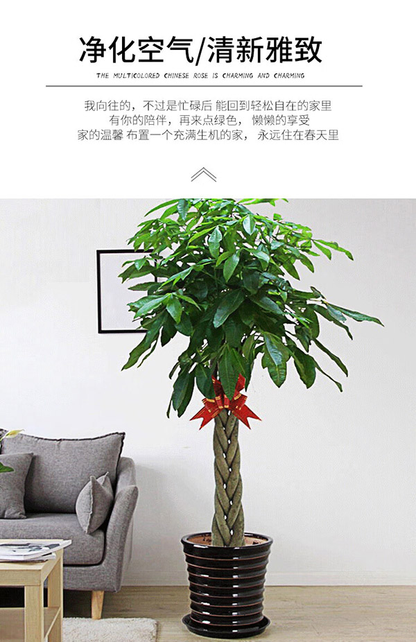 叹为观止大型植物辫子发财树各种大颗开业乔迁绿植客厅办公室内大型盆栽 辫子发财树【1.2-1.4米】 含盆