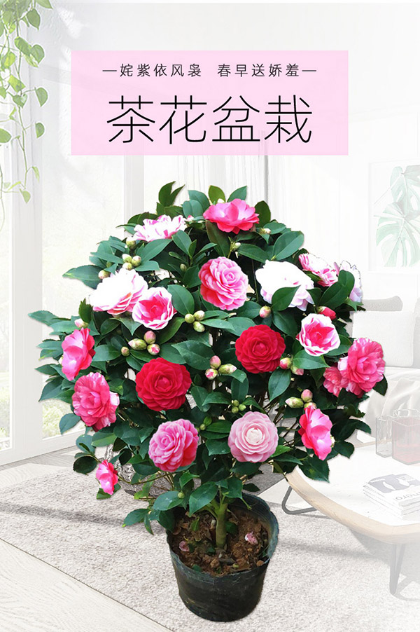 苏艺缘盆栽茶花苗 四季常青香妃茶花盆栽花期带花苞 浓香型庭院室内好养 五色茶花(强力推荐) 5年苗