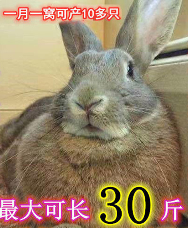 家养兔子活兔苗一对可繁殖肉兔子活物比利时活体兔子幼崽 比利时.巨兔(高产.耐寒.抗热) 3只(1公2母)