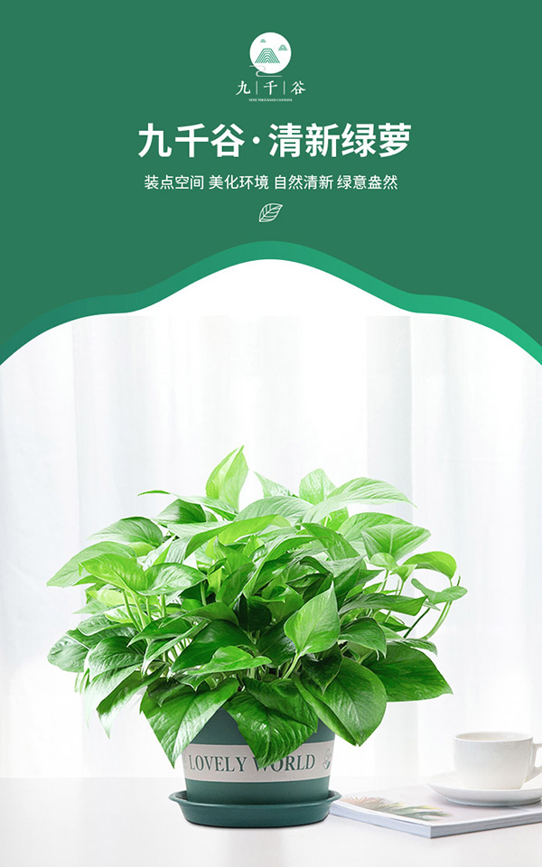 九千谷 绿萝12盆装带自动吸水盆 大盆绿萝办公室桌面盆栽大叶绿萝会议庆典绿植盆栽盆景家庭家用新房8165